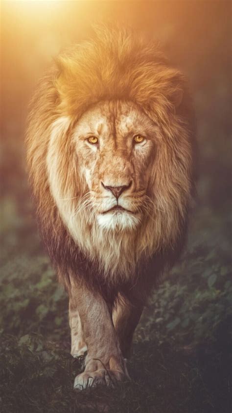 lion phone wallpaper|lion phone background.